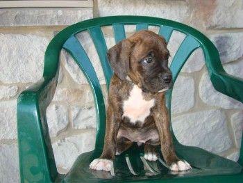 Puppies in PA